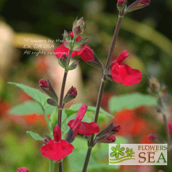 Salvia x 'Elk Crimson Spires'