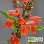 Salvia x coccinea 'Elk Vermilion'