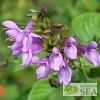 Salvia COOL Lavender Blush