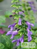 Salvia COOL Lavender Mist