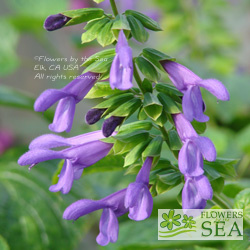 Salvia COOL Lavender Mist