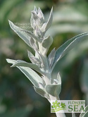 Salvia apiana var. compacta