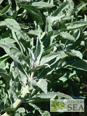 Salvia apiana var. compacta