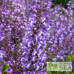 Salvia forsskaolii var nana 'Elk Dwarf'