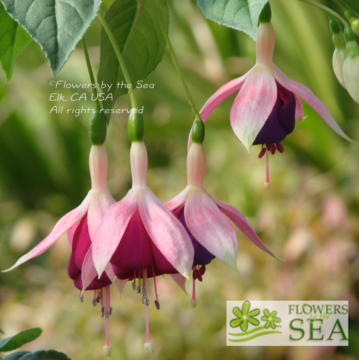 Fuchsia 'Old Berkeley'