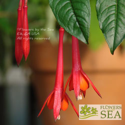 Fuchsia 'Fanfare'