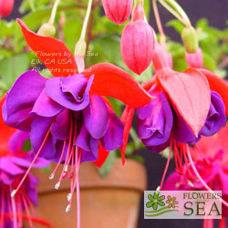 Fuchsia 'Giant Voodoo'