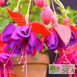 Fuchsia 'Giant Voodoo'