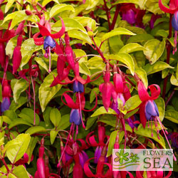 Fuchsia 'Genii'