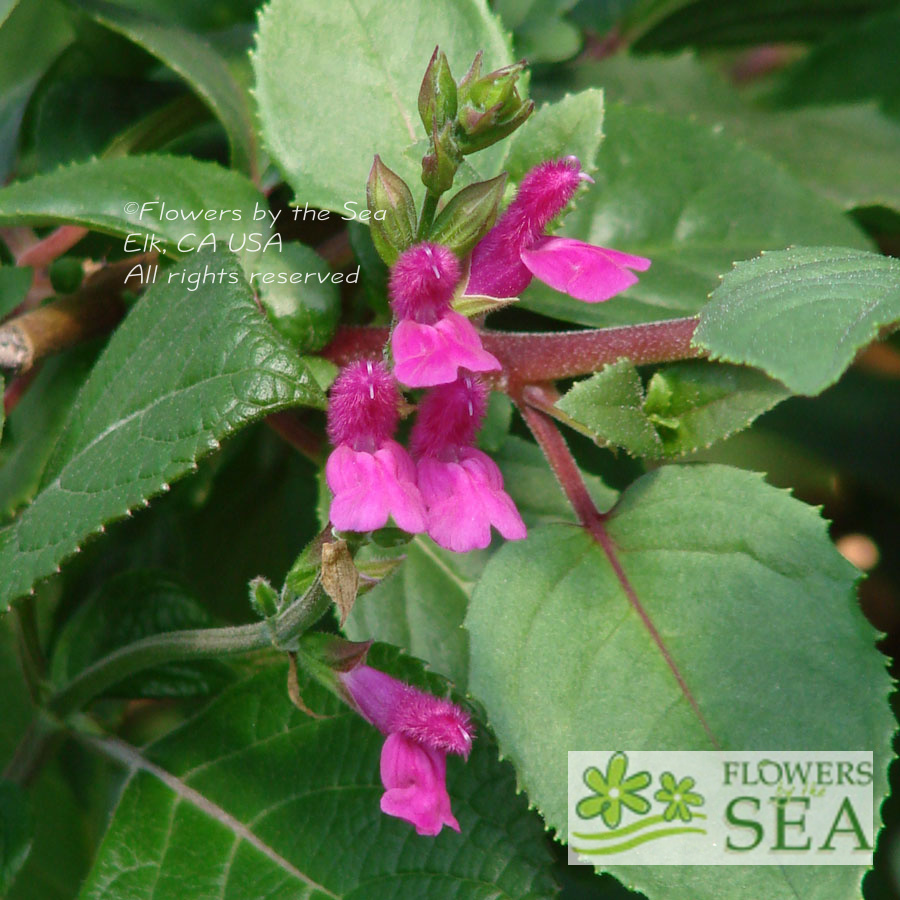 Salvia chiapensis 'Elk Giant'