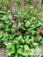 Salvia chiapensis 'Elk Giant'