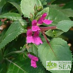 Salvia chiapensis 'Elk Giant'