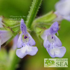 Salvia aurita ssp. galpinii