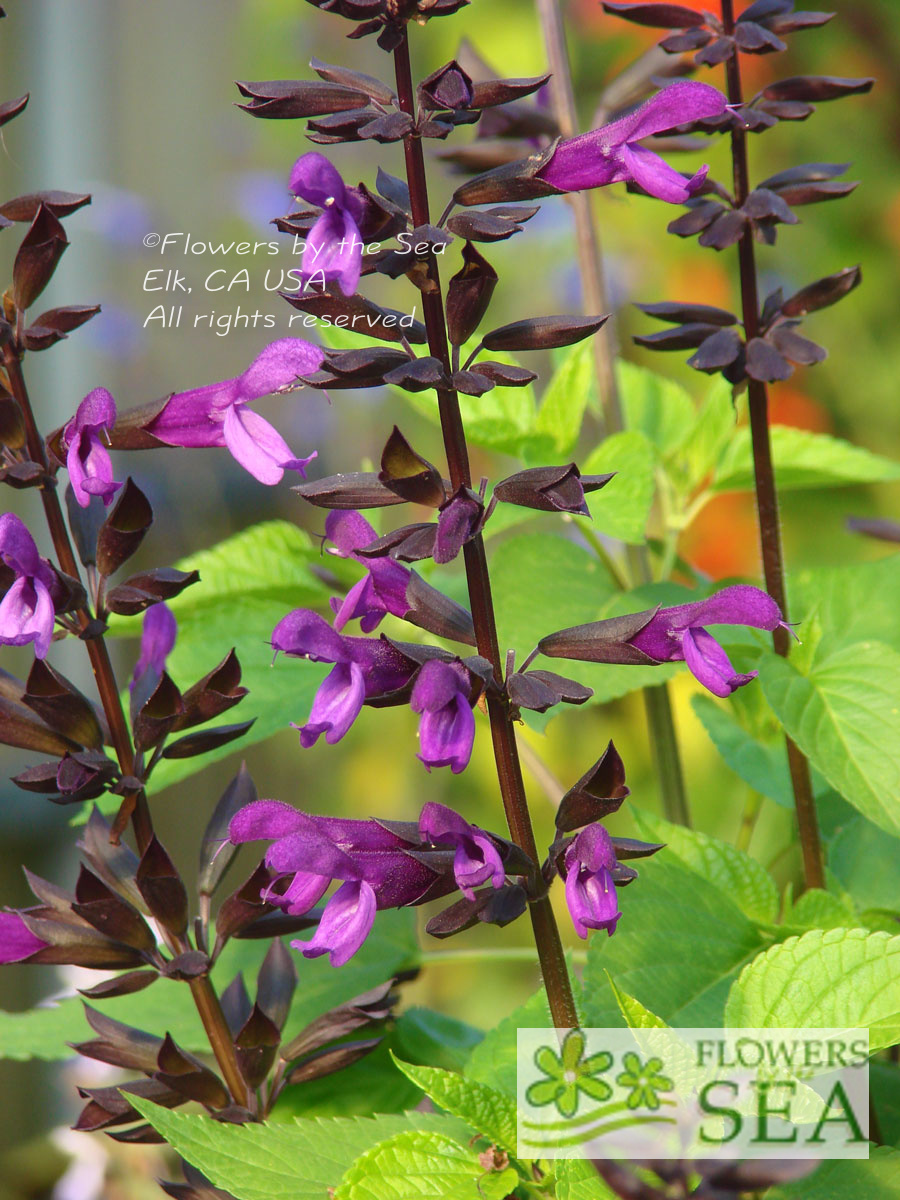 Salvia BODACIOUS 'Smokey