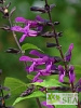 Salvia BODACIOUS 'Smokey Jazz'