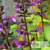 Salvia BODACIOUS 'Smokey Jazz'