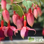 Fuchsia 'Balkonkönigin'