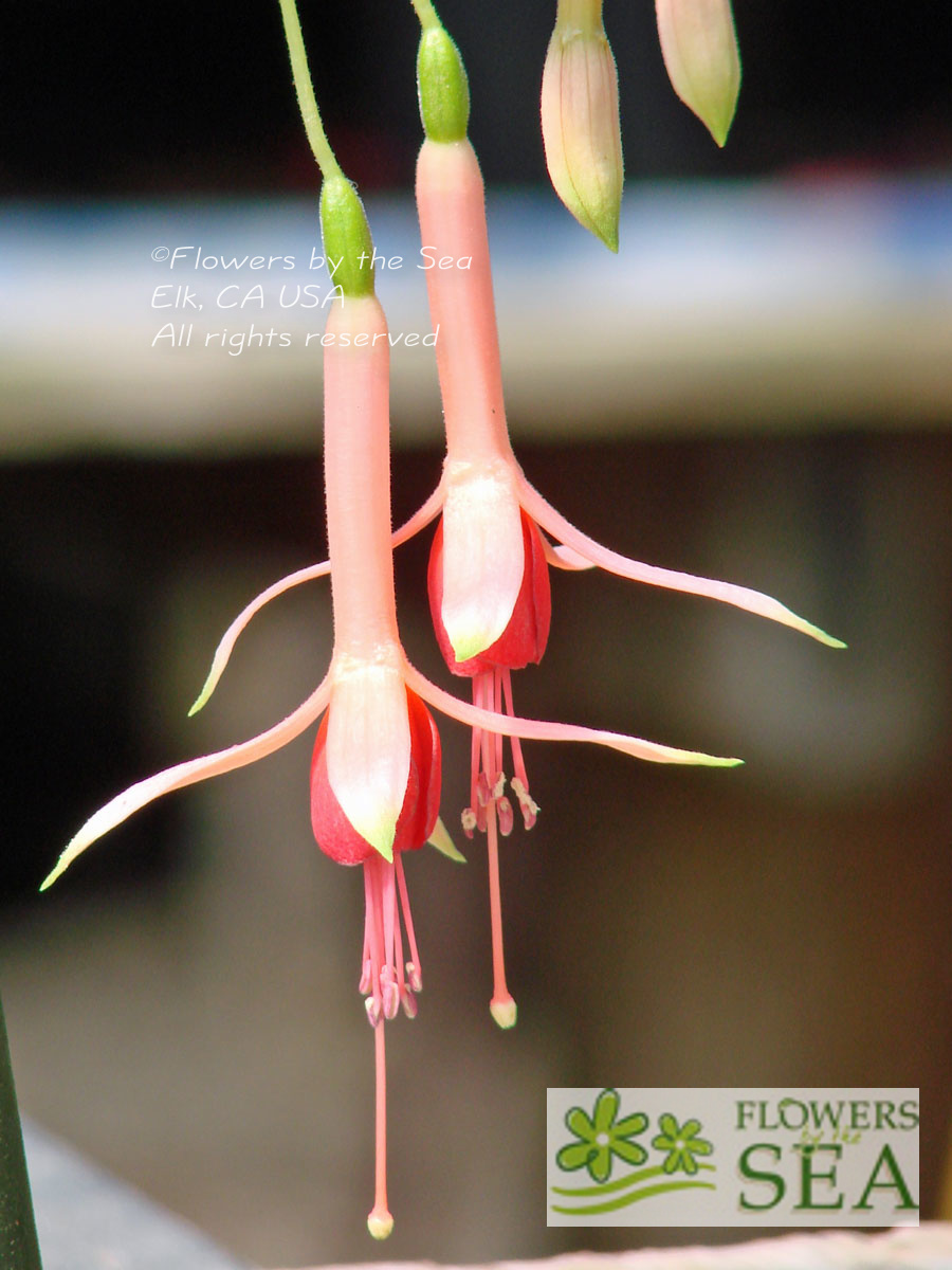 Fuchsia 'Willie Tamerus'