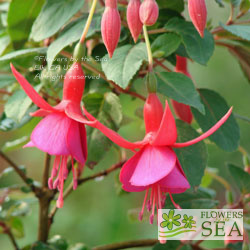 Fuchsia 'Display'