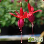 Fuchsia 'Cardinal'