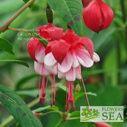 Fuchsia 'Remembrance'
