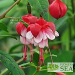 Fuchsia 'Remembrance'