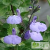 Salvia x 'Elk Blue Moon III'