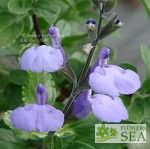 Salvia x 'Elk Blue Moon III'