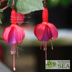 Fuchsia 'Beacon'