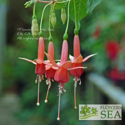 Fuchsia 'Prince of Orange'