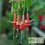 Fuchsia 'Prince of Orange'