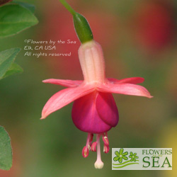 Fuchsia 'Phyllis'