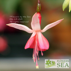 Fuchsia 'China Lantern'