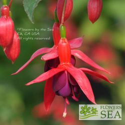 Fuchsia 'Santa Cruz'