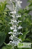 Salvia x 'White Flame'