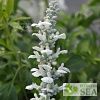 Salvia x 'White Flame'