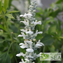 Salvia x 'White Flame'