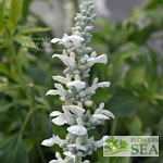 Salvia x 'White Flame'