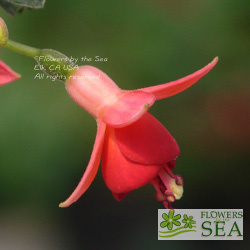 Fuchsia 'Galadriel'