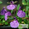 Salvia x 'Elk Grape Ape'