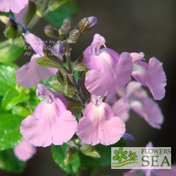 Salvia x 'Elk Smokey Grape'