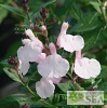 Salvia x 'Elk Pink Cloud II'