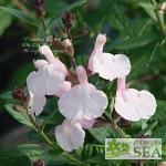 Salvia x 'Elk Pink Cloud II'