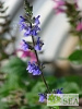 Salvia 'Paula Flynn'