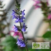 Salvia 'Paula Flynn'