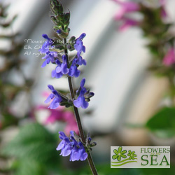 Salvia 'Paula Flynn'