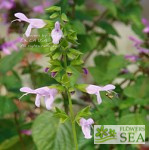 Salvia COOL Pink Lace