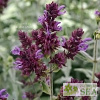 Salvia canariensis 'Lancelot'