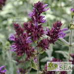 Salvia canariensis 'Lancelot'