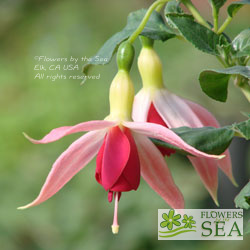 Fuchsia 'Celia Smedley'